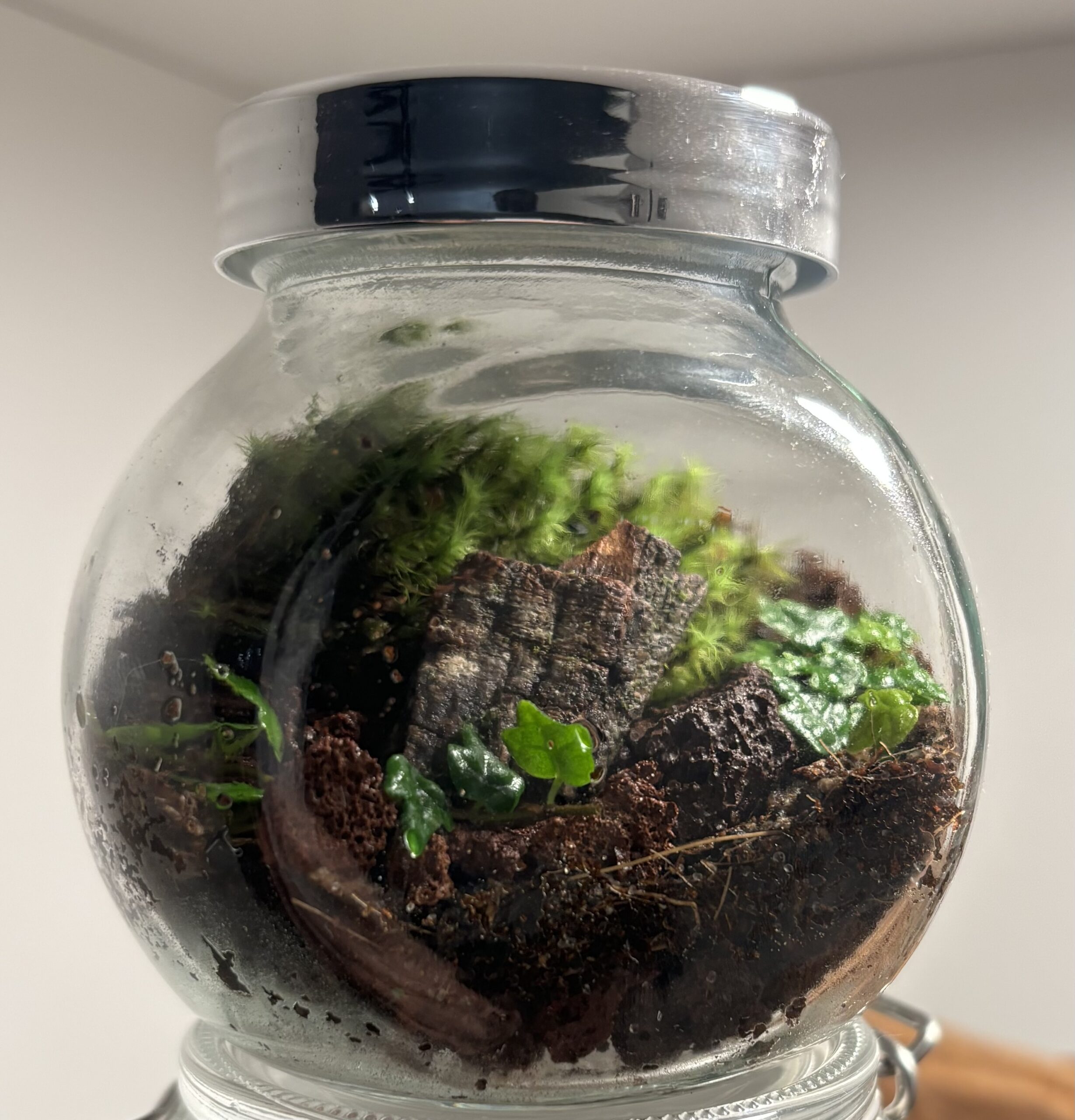 Terrariums - Level 1