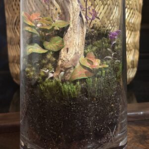 Terrariums - Level 4