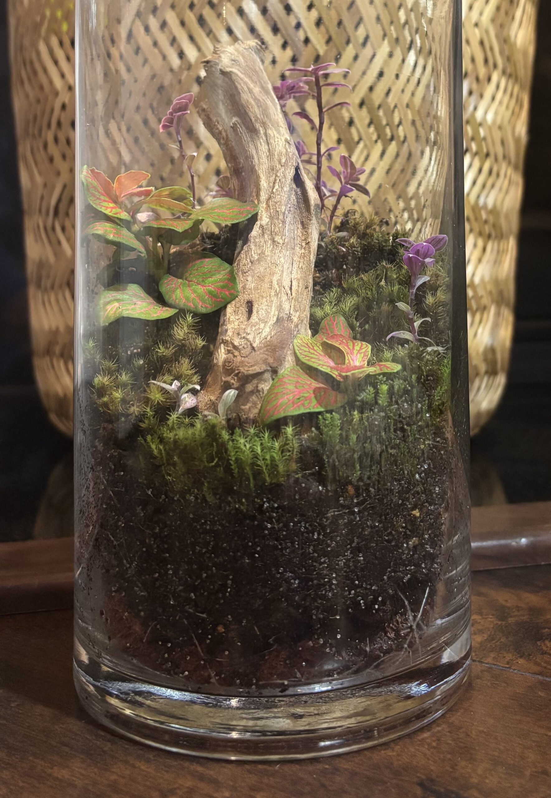 Terrariums - Level 4