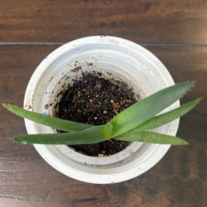 Aloe Vera - Small 1