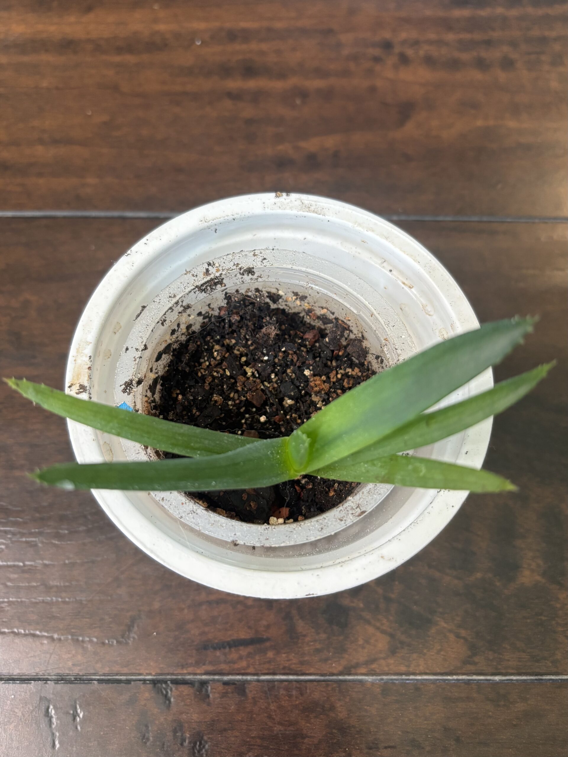 Aloe Vera - Small 1