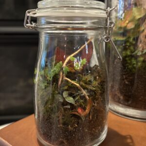 Terrariums - Level 2
