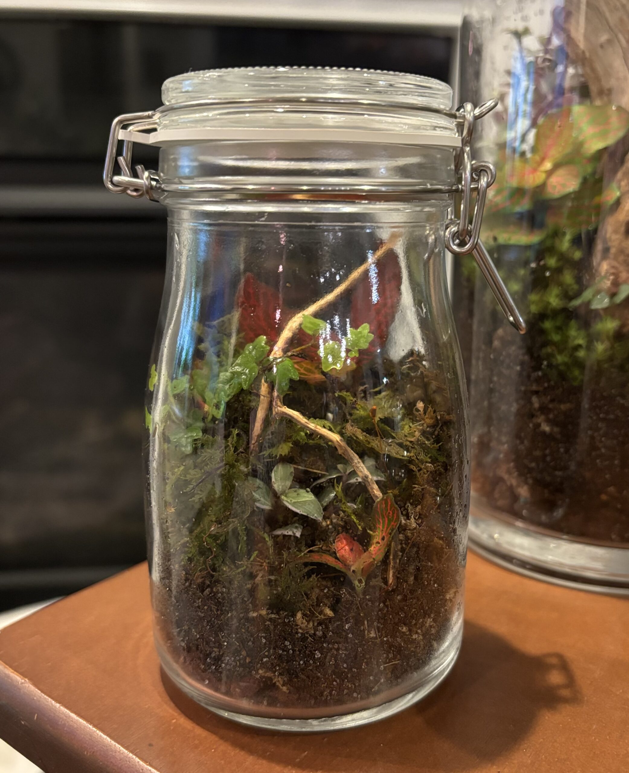 Terrariums - Level 2
