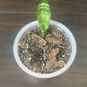 Snake Plant - Baby