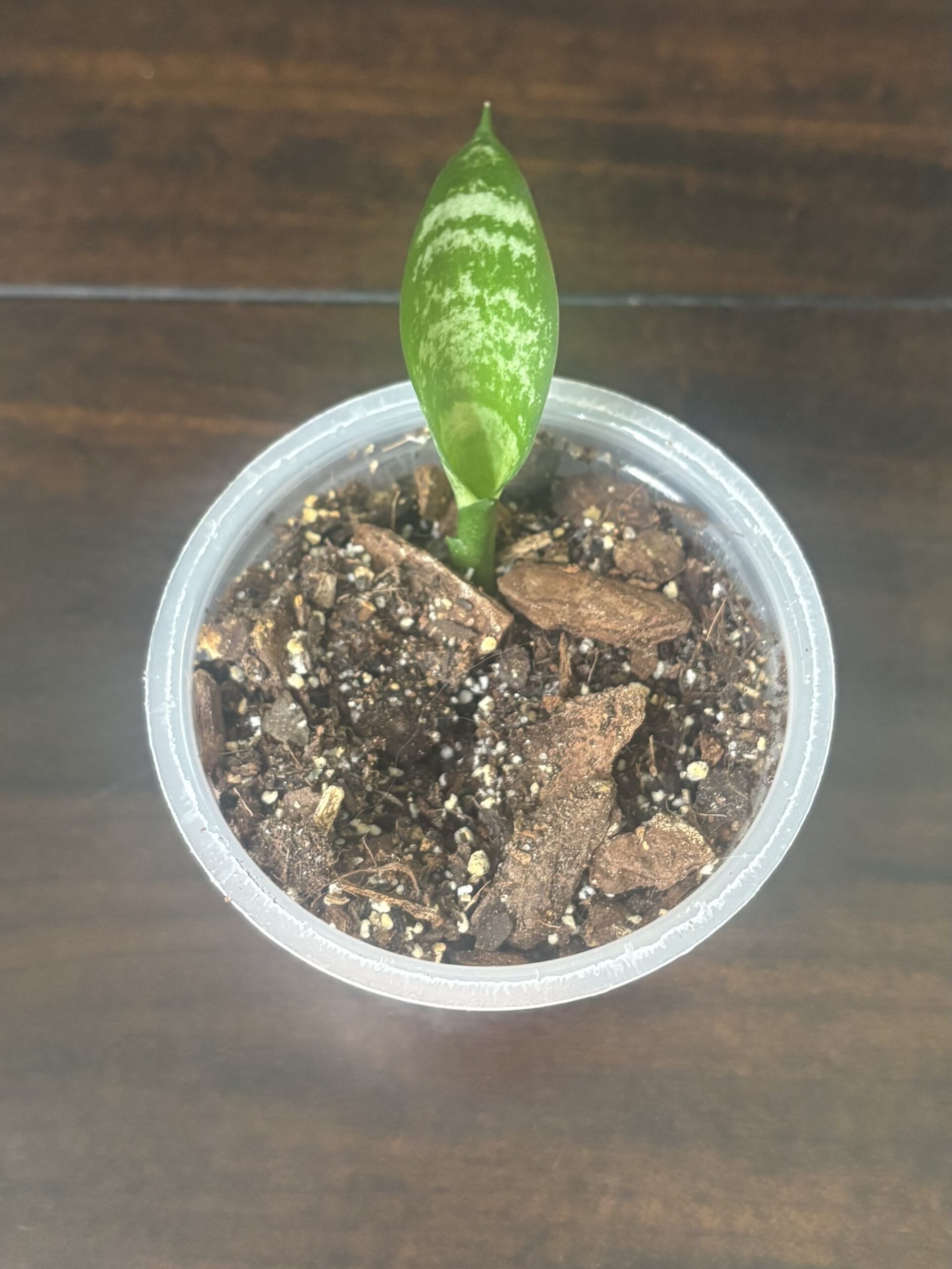 Snake Plant - Baby