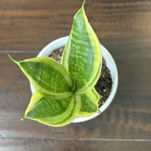 Snake Plant - Medium