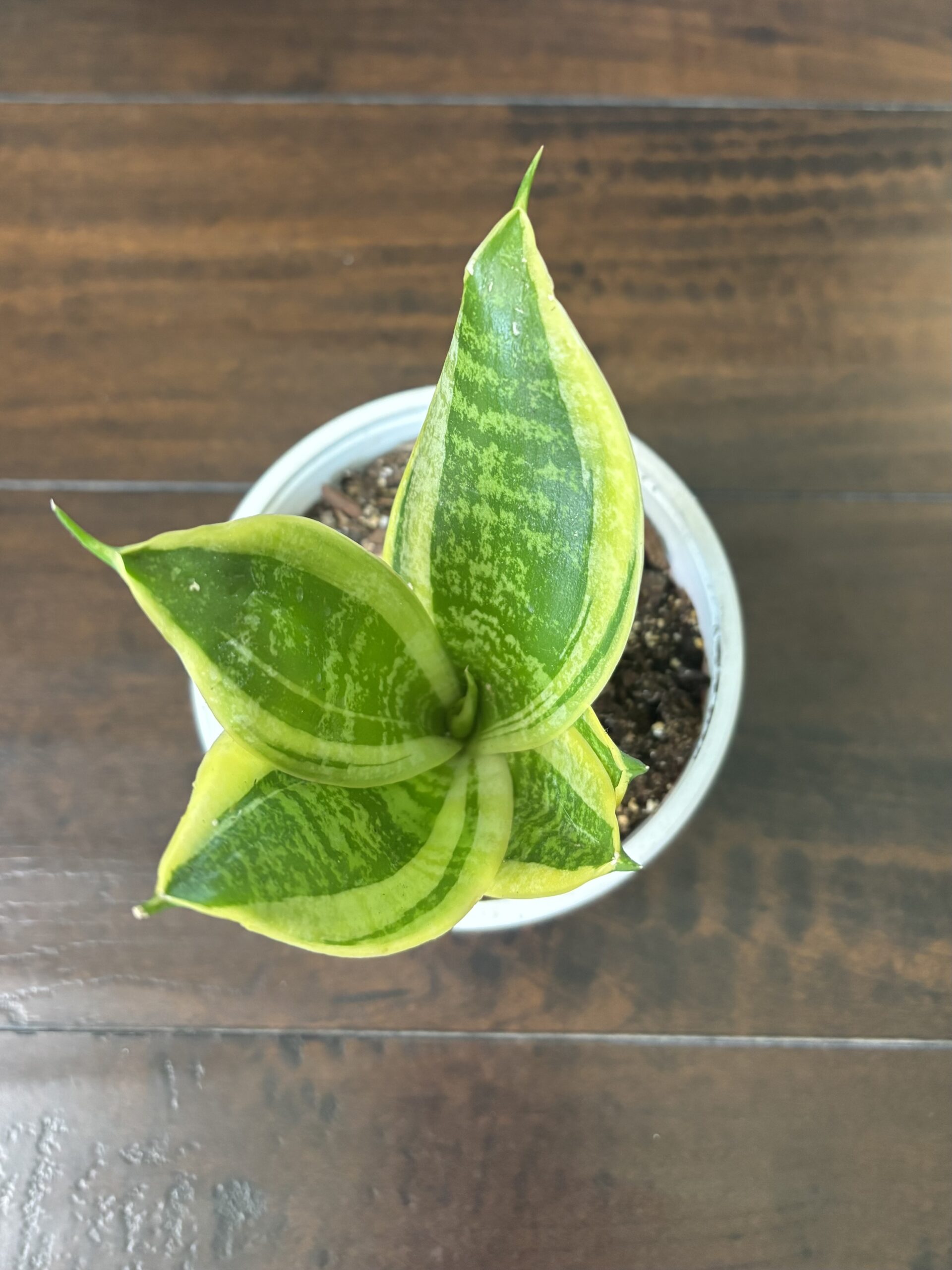 Snake Plant - Medium
