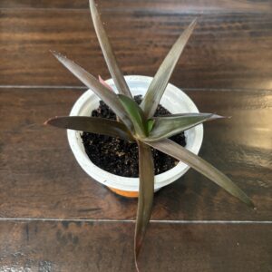Aloe Vera - Small 2