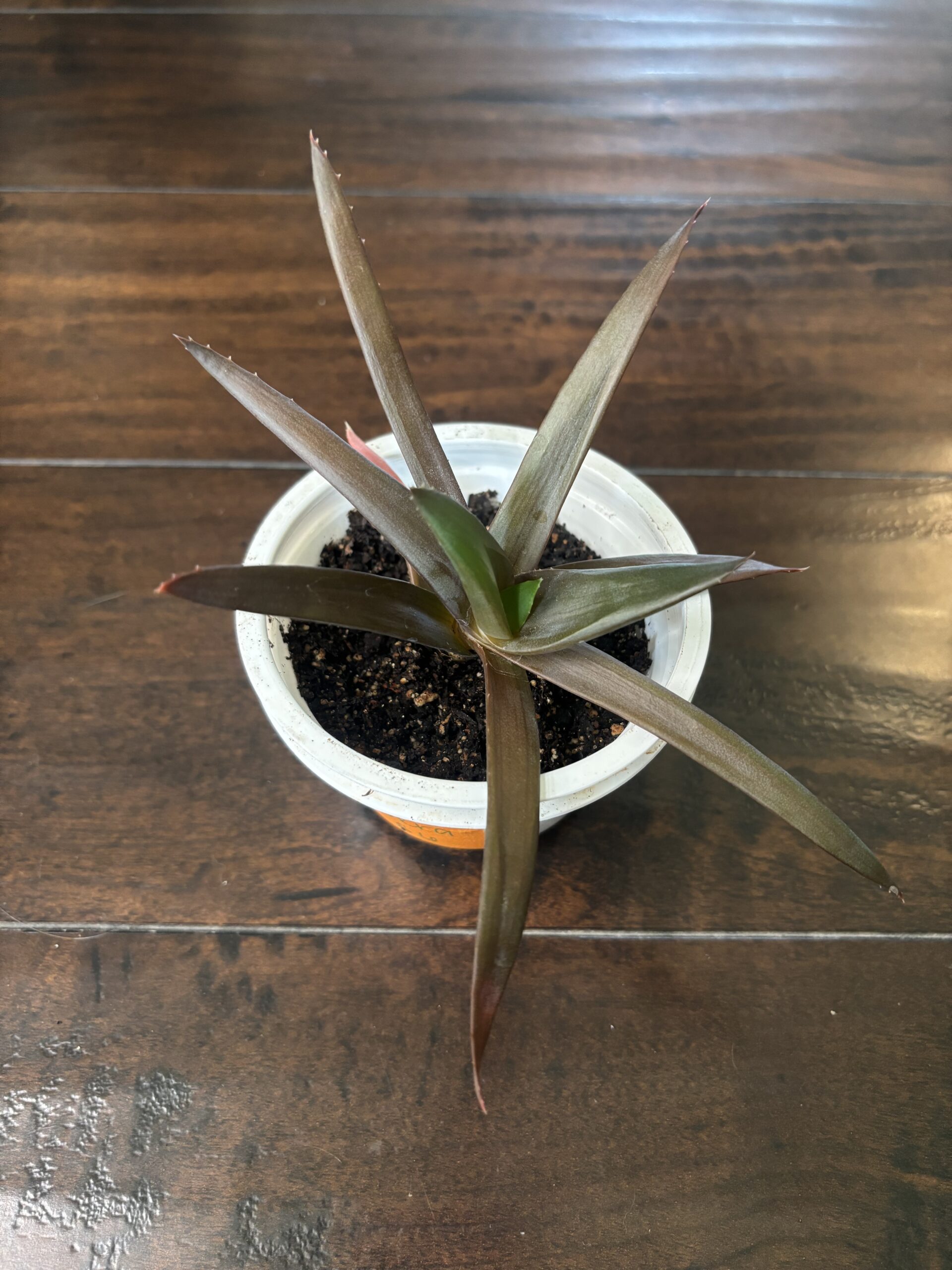 Aloe Vera - Small 2