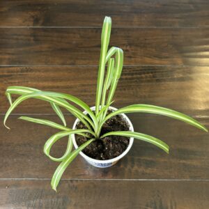 Spider Plant - Medium