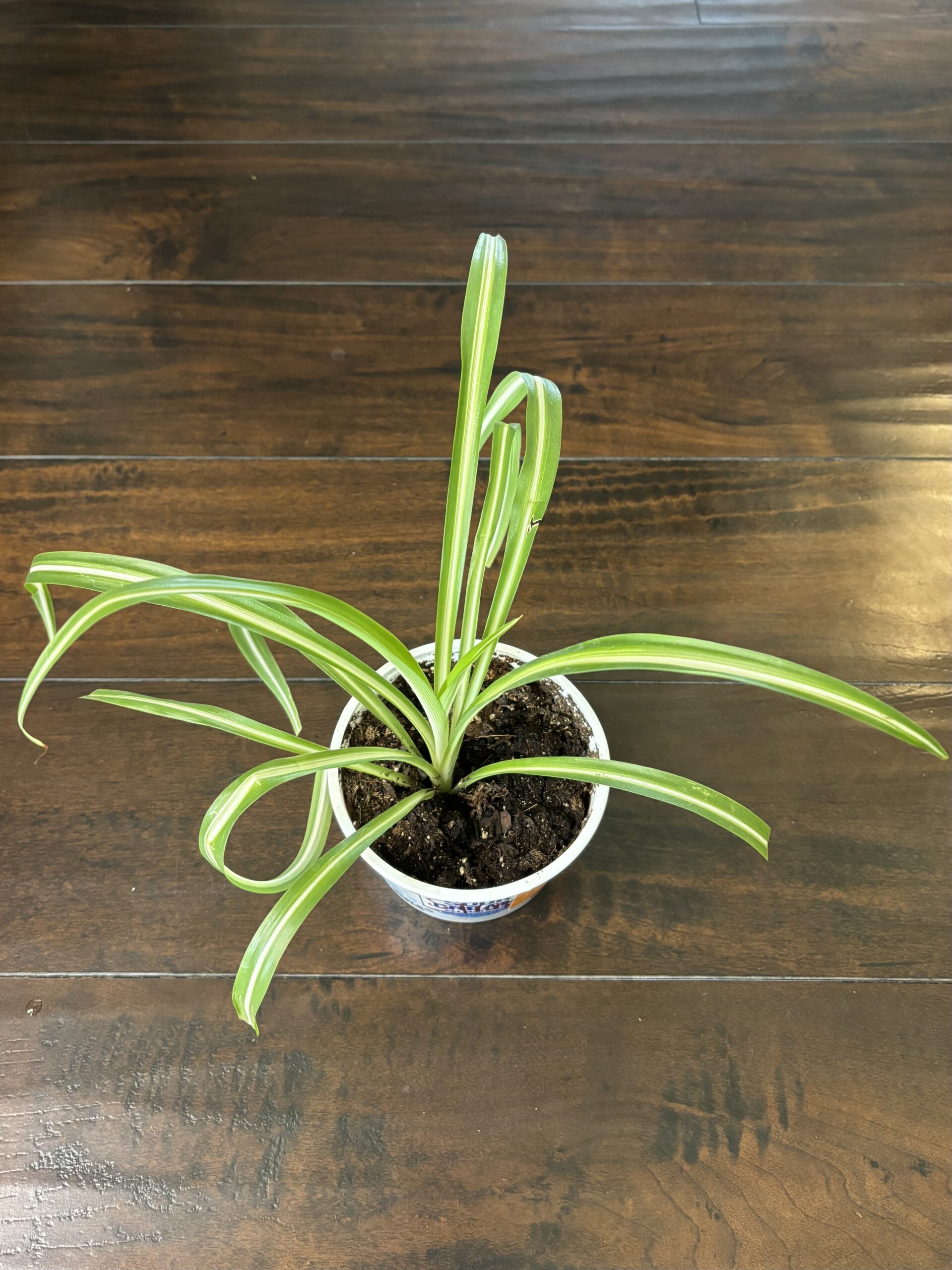 Spider Plant - Medium