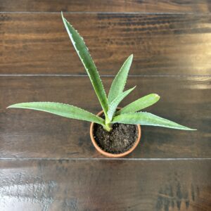Aloe Vera - Terra Cotta Pot