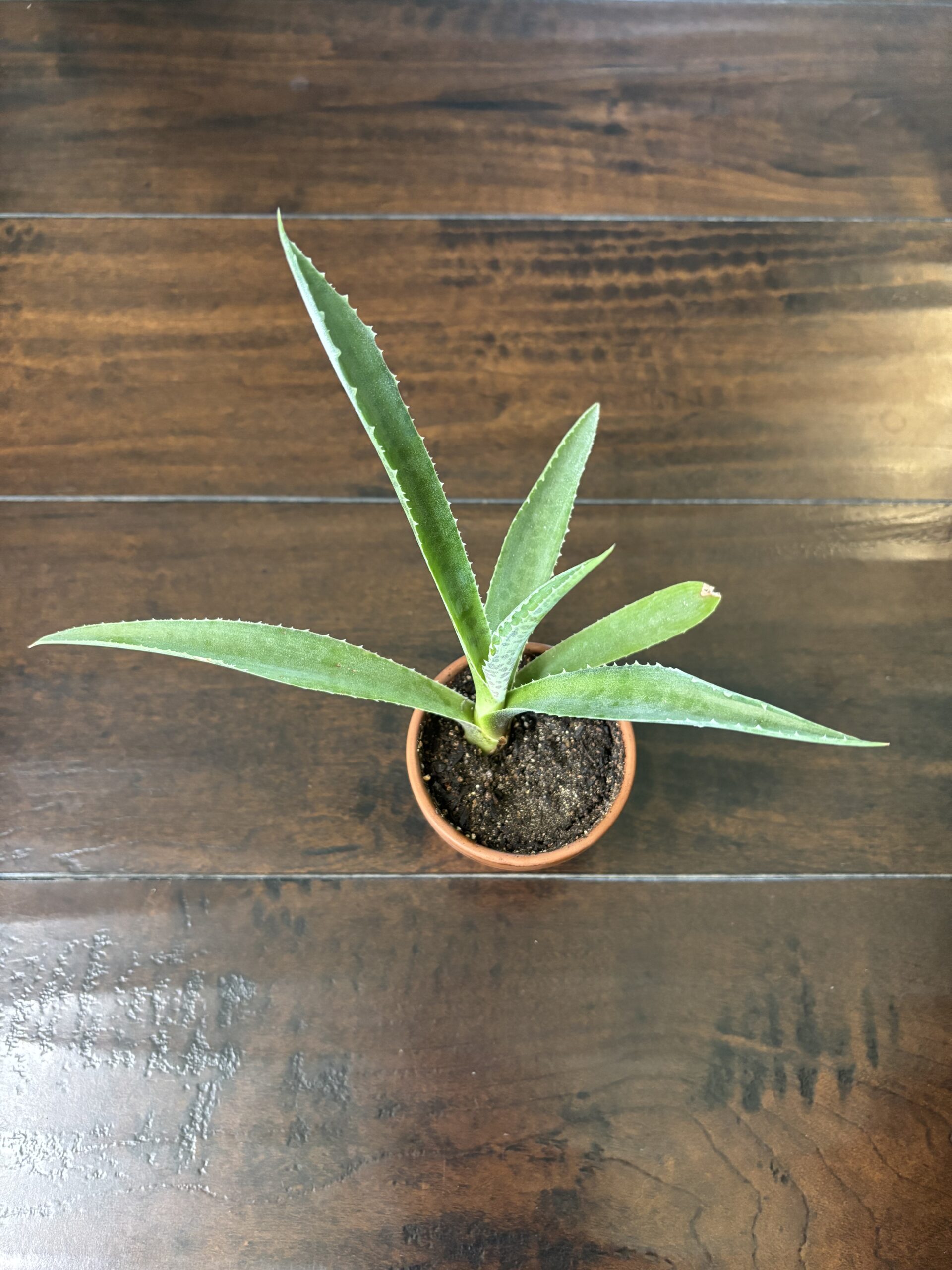 Aloe Vera - Terra Cotta Pot