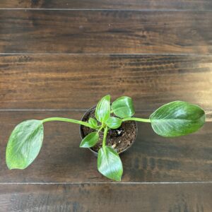 Philodendron 'Birkin' - Small 2
