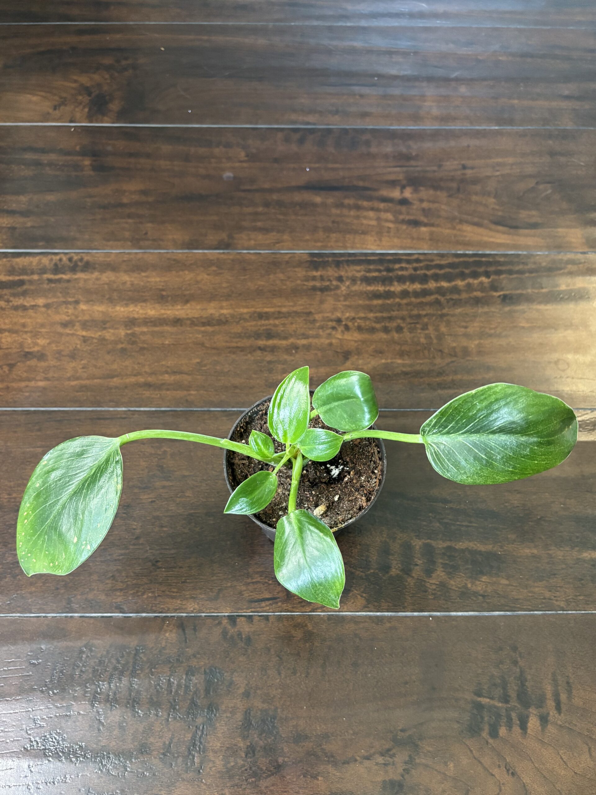 Philodendron 'Birkin' - Small 2