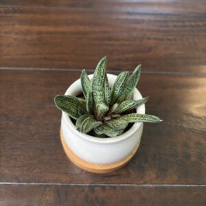 Gasteria 'Little Warty' Succulent - Decorative Pot