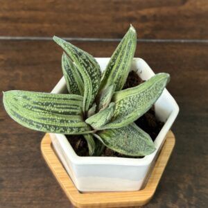 Gasteria 'Little Warty' Succulent - Decorative Pot