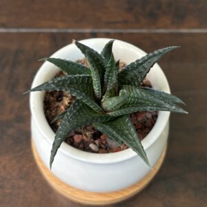 Zebra Plant - Decorative Pot