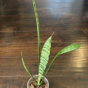 Snake Plant - X Large