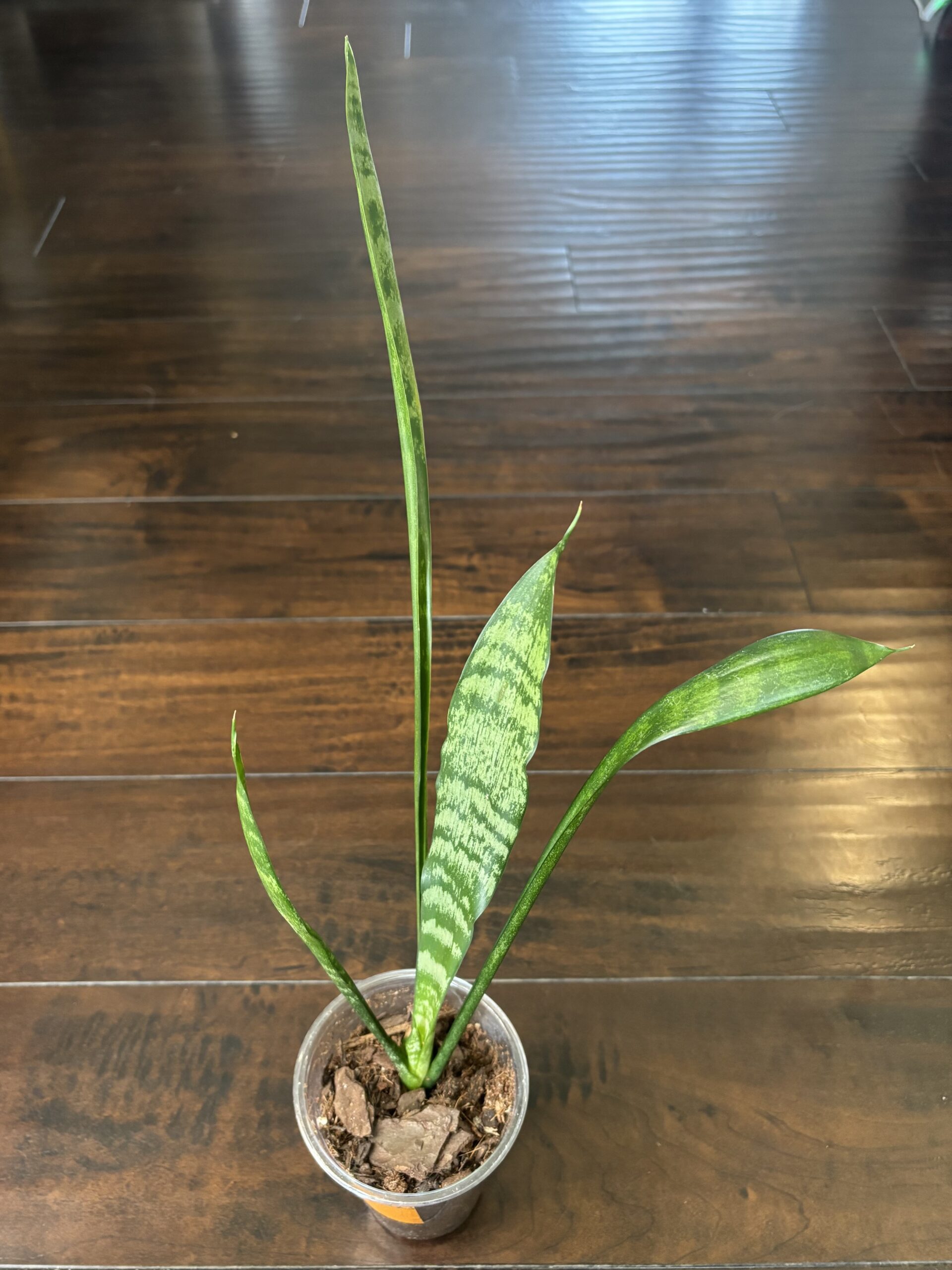 Snake Plant - X Large