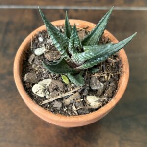 Zebra Plant - Terra Cotta Pot