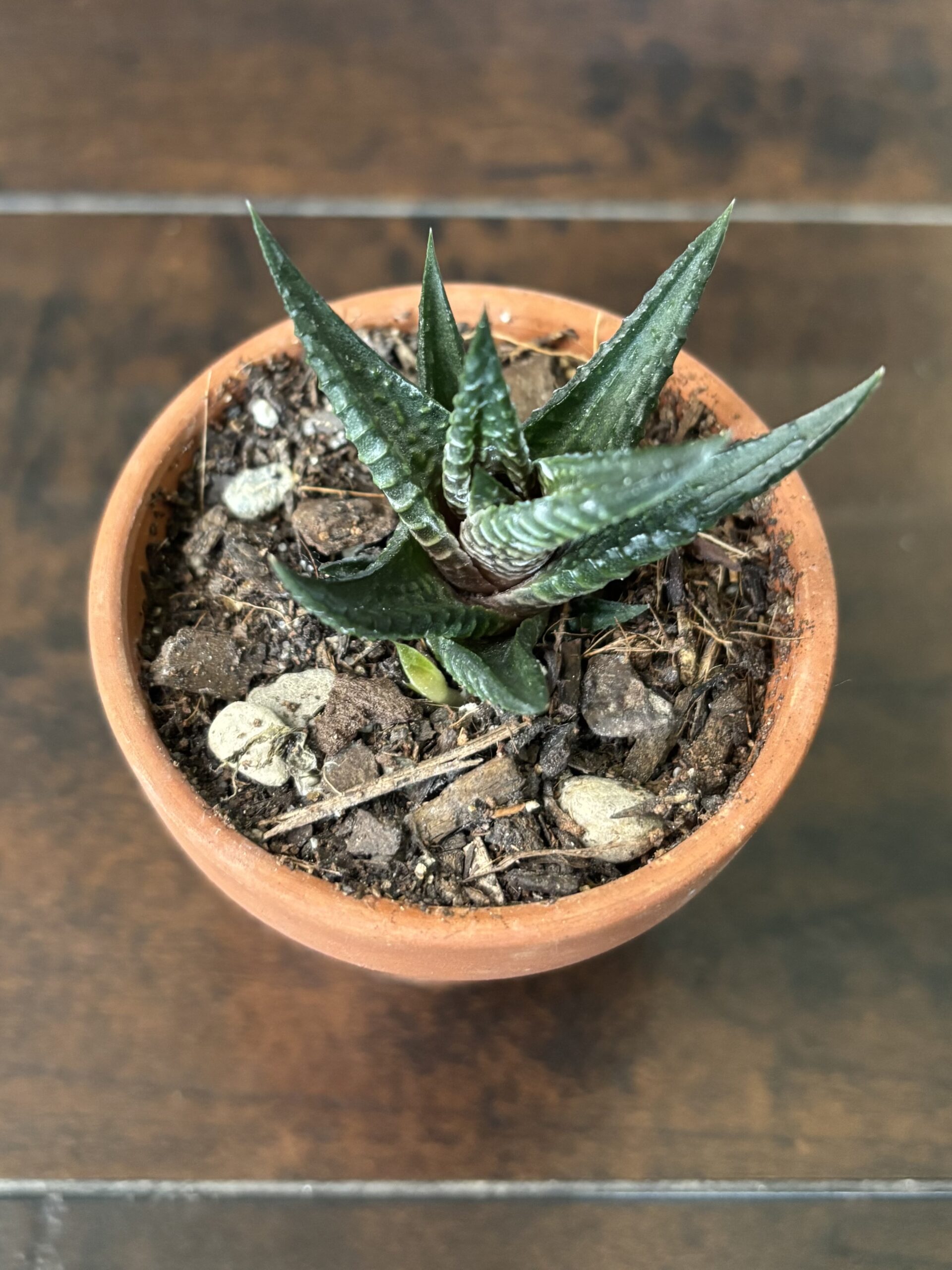 Zebra Plant - Terra Cotta Pot