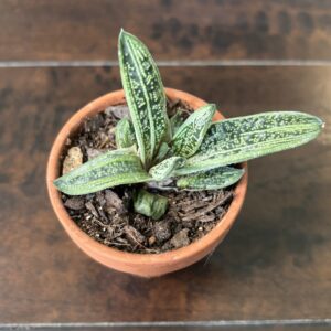 Gasteria 'Little Warty' Succulent - Terra Cotta Pot