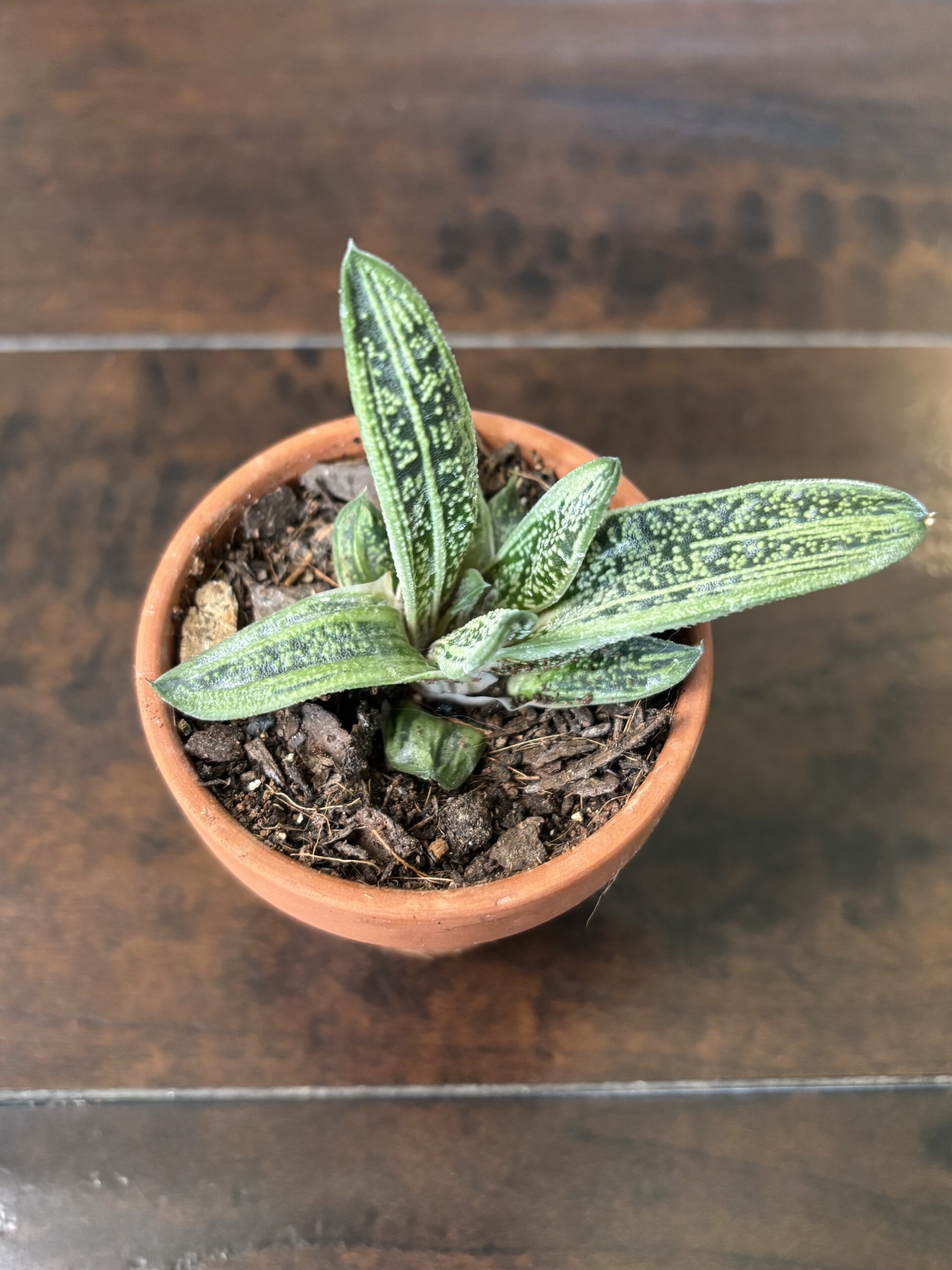 Gasteria 'Little Warty' Succulent - Terra Cotta Pot