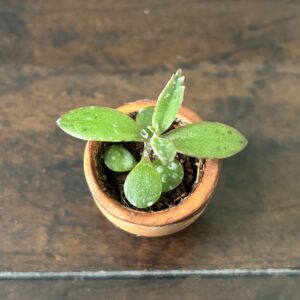 Mother of Thousands Succulent - Mini