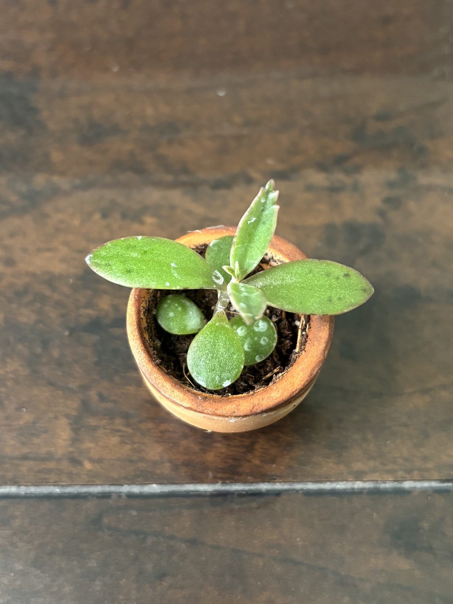 Mother of Thousands Succulent - Mini