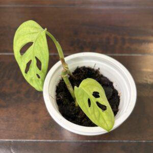 Monstera Adansonii 'Monkey Mask'