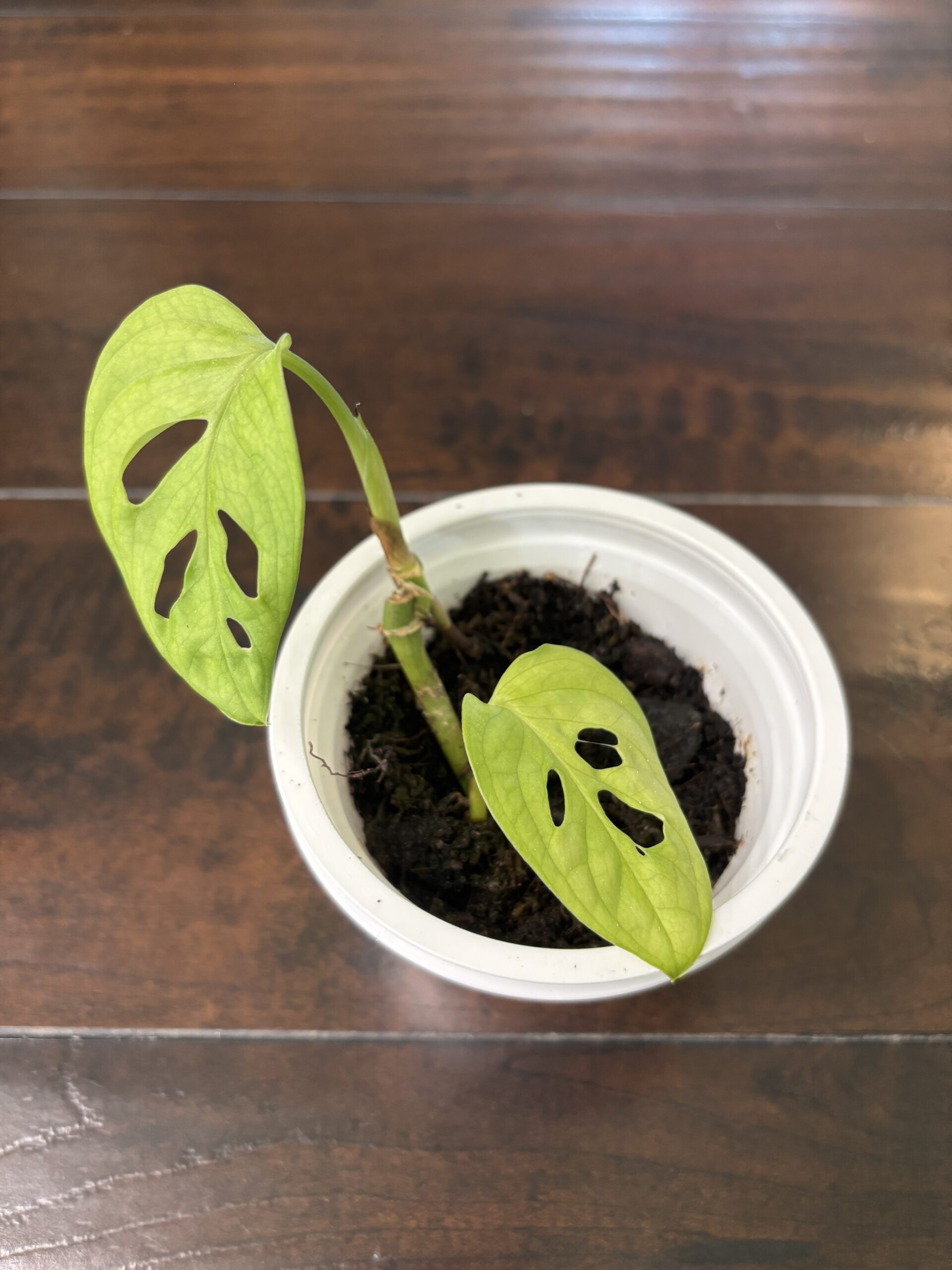 Monstera Adansonii 'Monkey Mask'