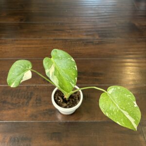 Monstera 'Thai Constellation'
