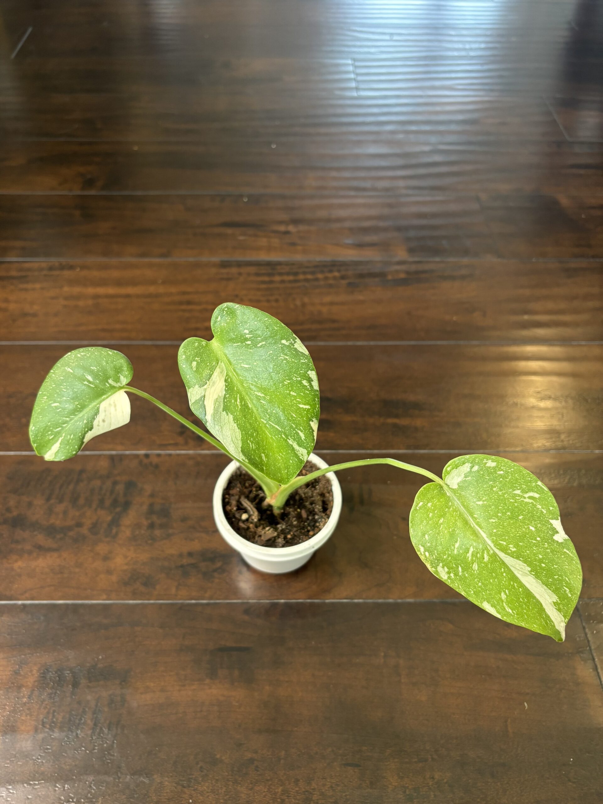 Monstera 'Thai Constellation'