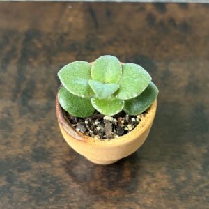 Jade Plant - Mini