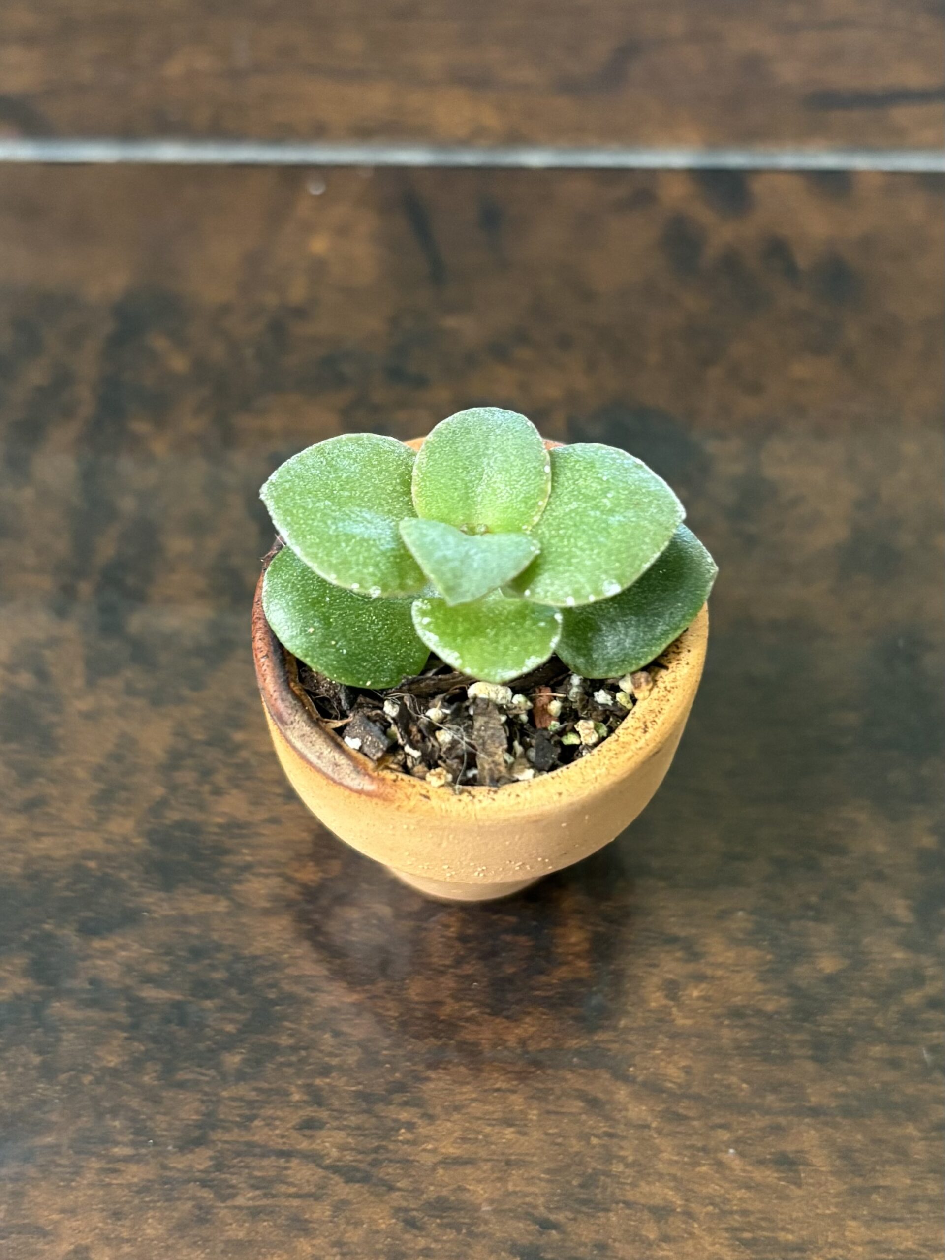 Jade Plant - Mini