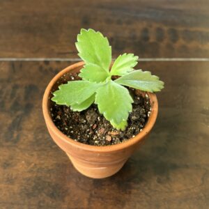 Mother of Thousands Succulent - Terra Cotta Pot