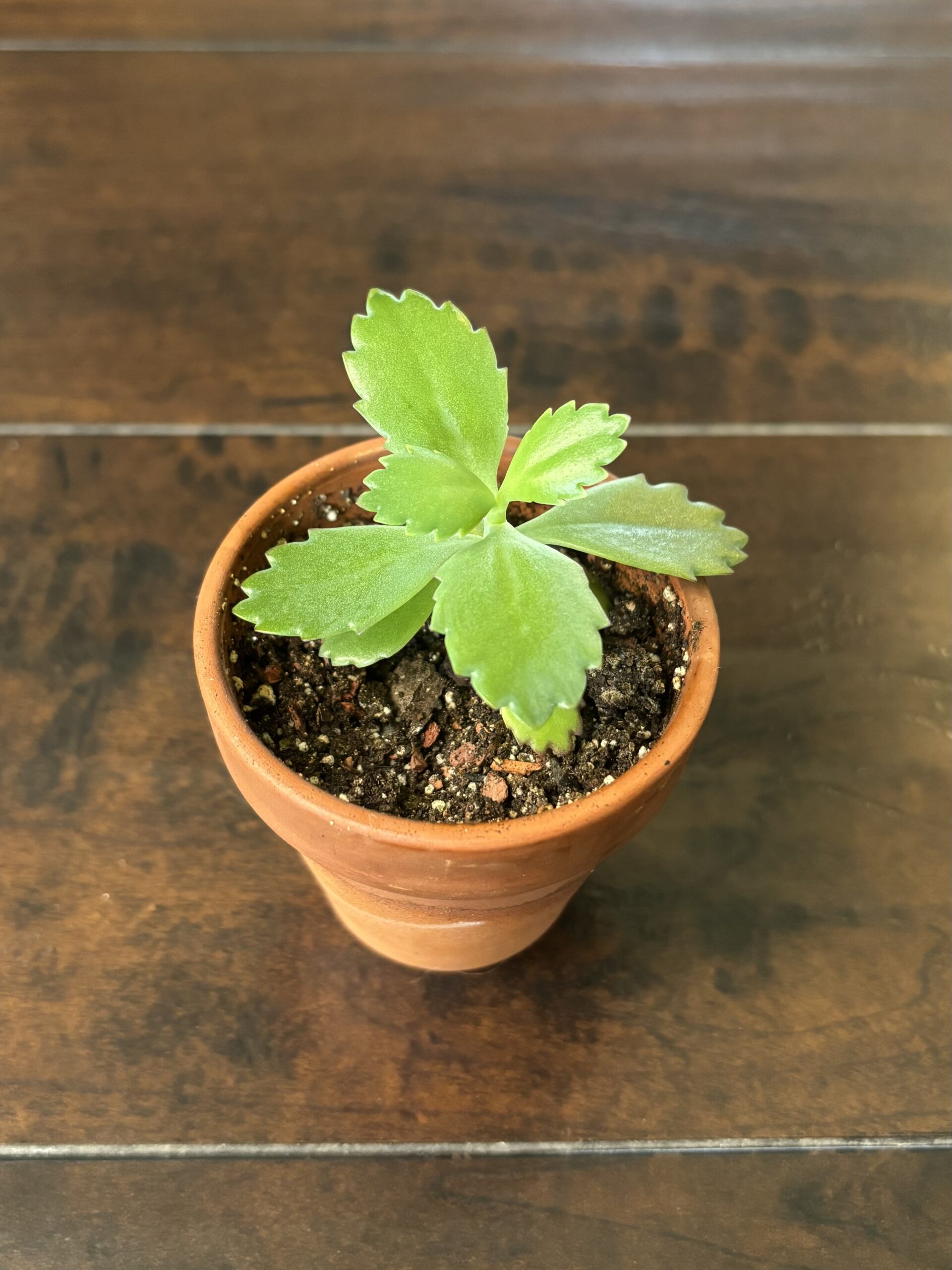 Mother of Thousands Succulent - Terra Cotta Pot