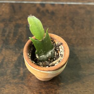 Thanksgiving Cactus - Mini