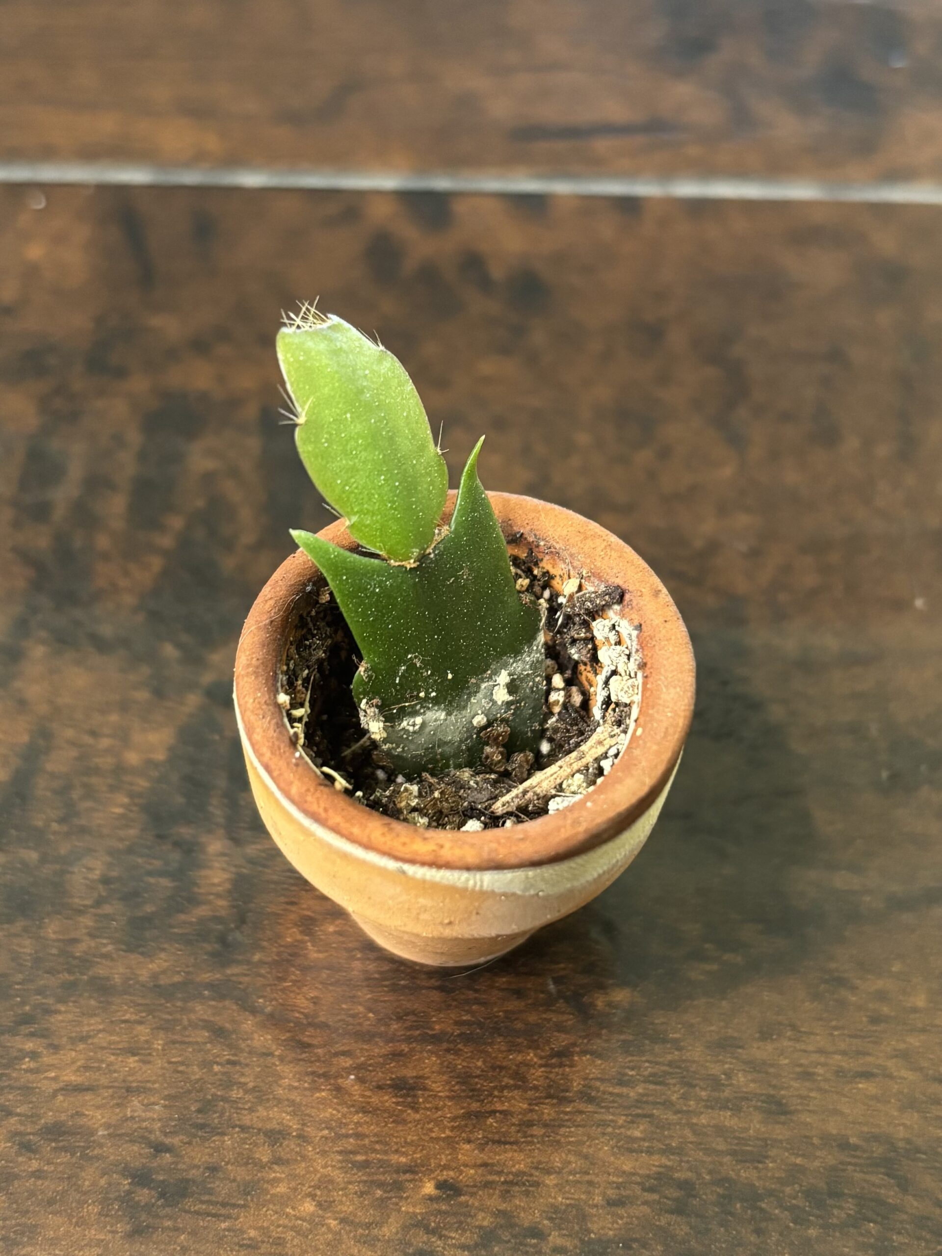Thanksgiving Cactus - Mini