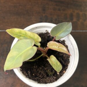 Philodendron 'Atabopense'