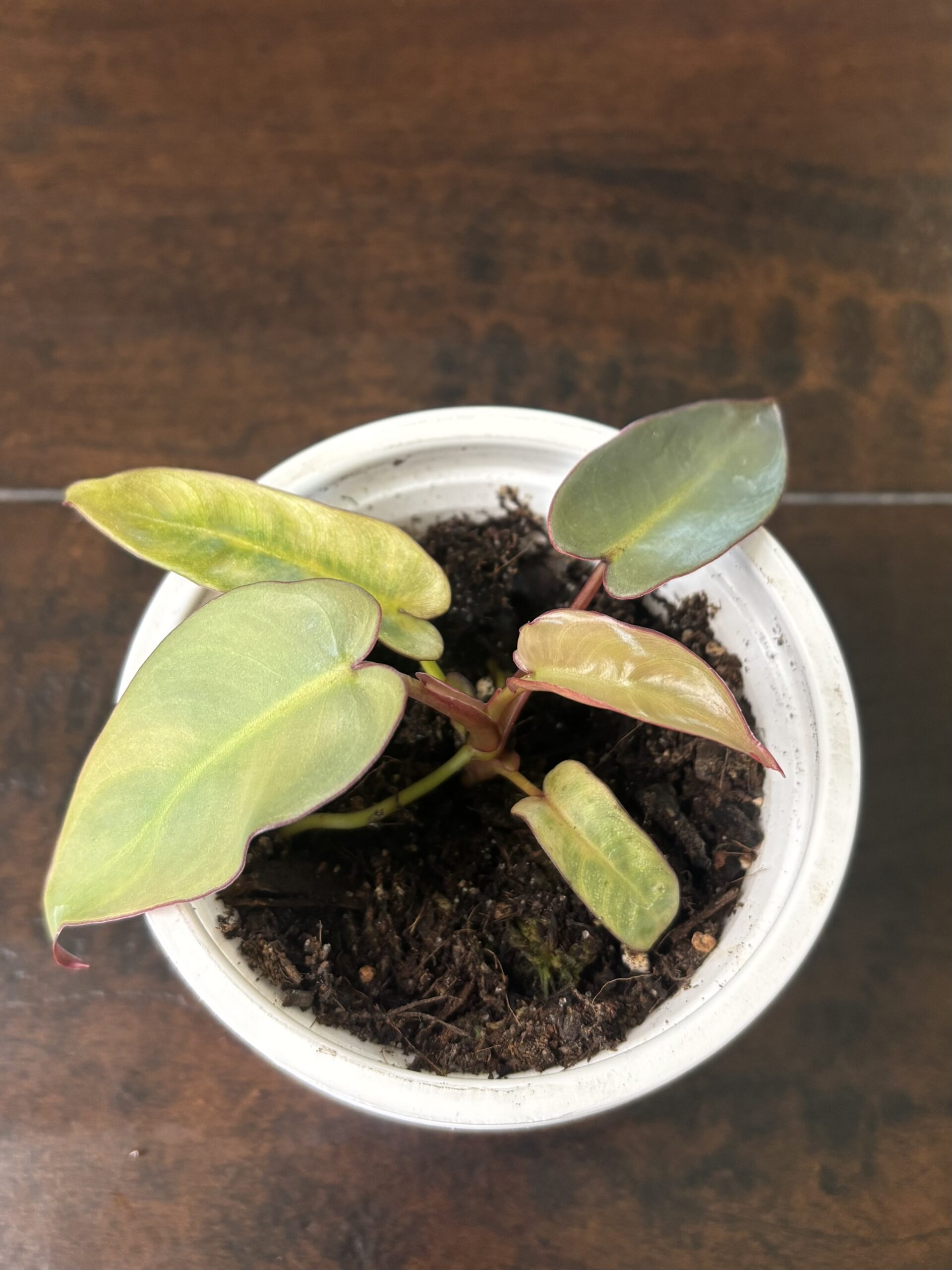 Philodendron 'Atabopense'