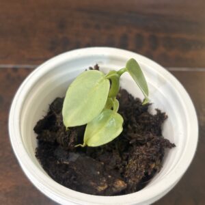 Philodendron 'Silver Sword'