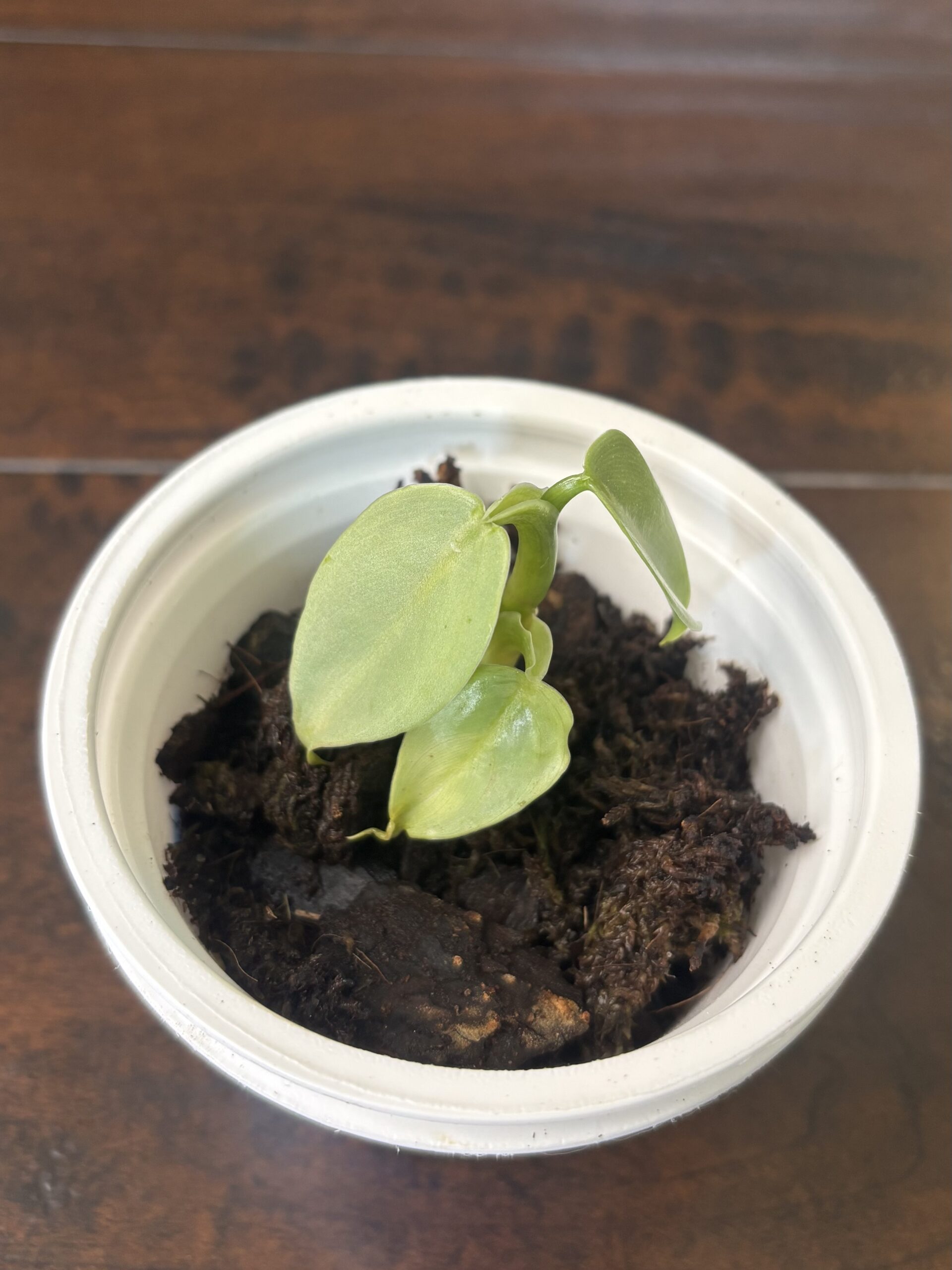 Philodendron 'Silver Sword'