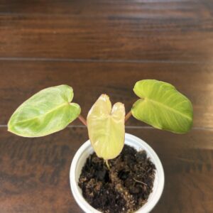 Philodendron 'Praiso Verde'