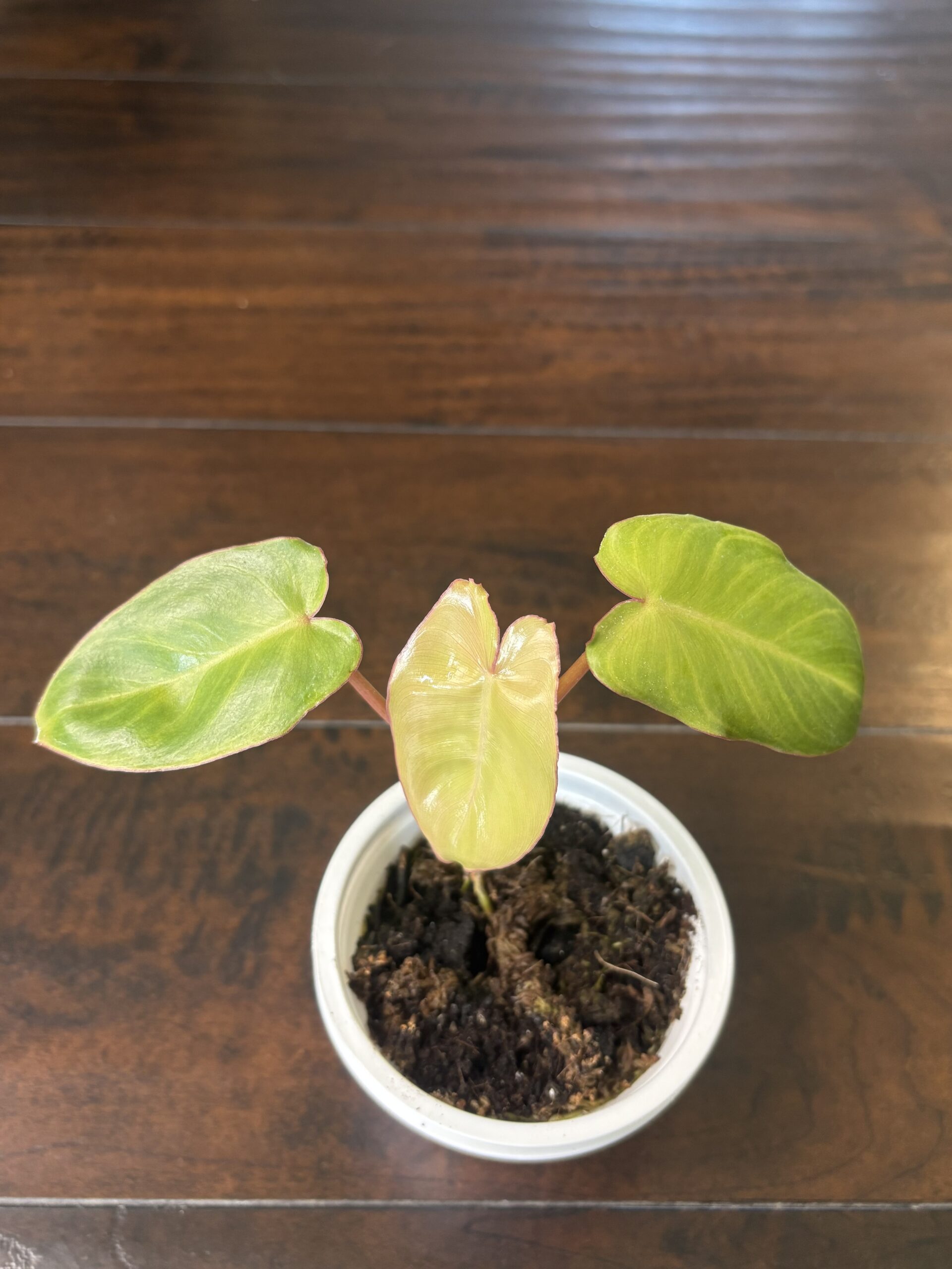 Philodendron 'Praiso Verde'