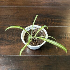 Spider Plant - Small
