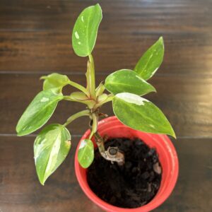 Philodendron 'White Princess'