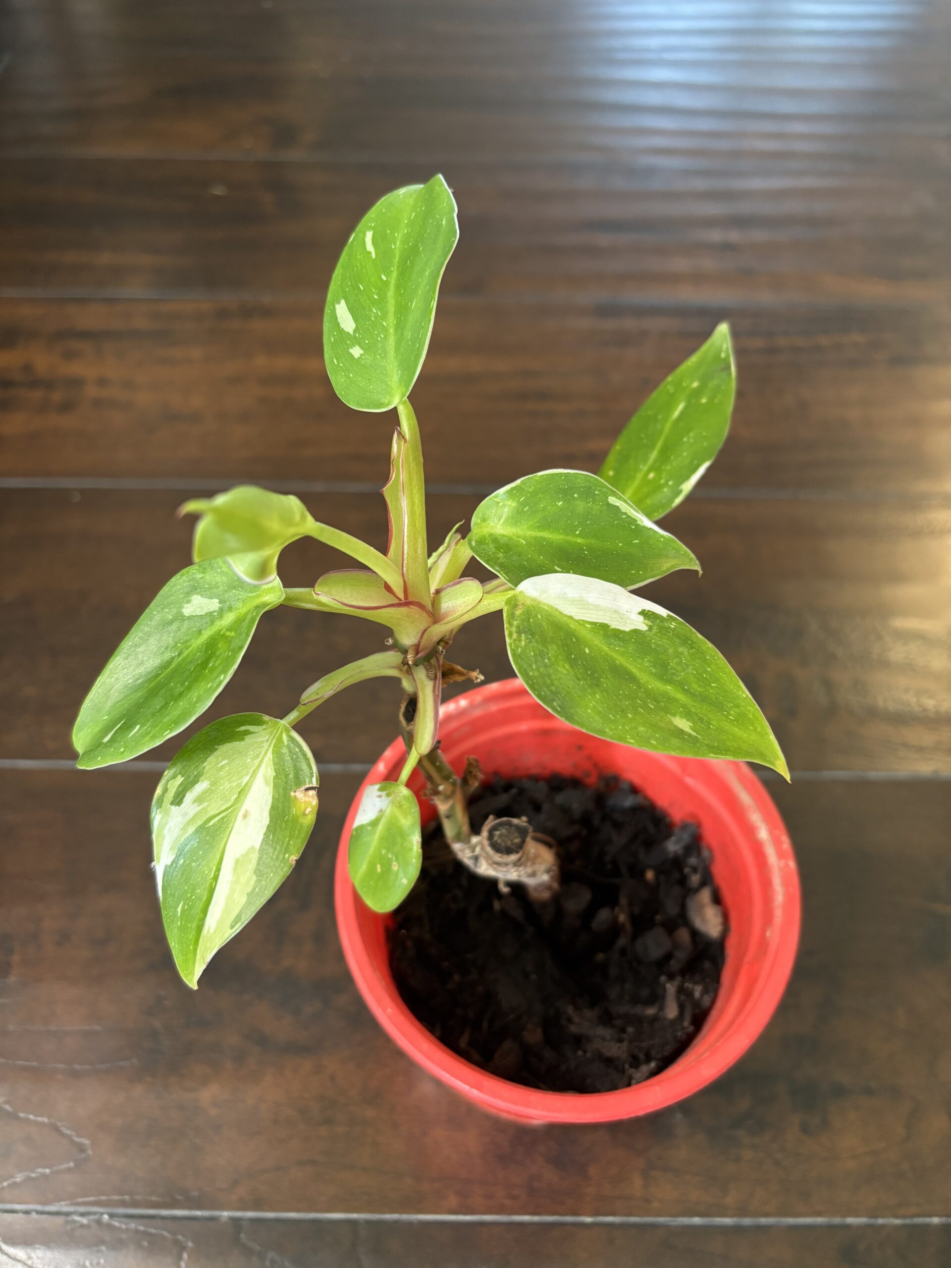 Philodendron 'White Princess'
