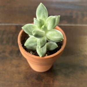 Mexican Snowball Succulent - Terra Cotta Pot